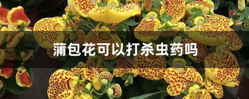 蒲包花可以打杀虫药吗 蒲包花可以打杀虫药吗