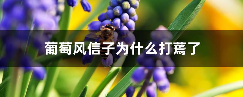 葡萄风信子为什么打蔫了 葡萄风信子为什么打蔫了