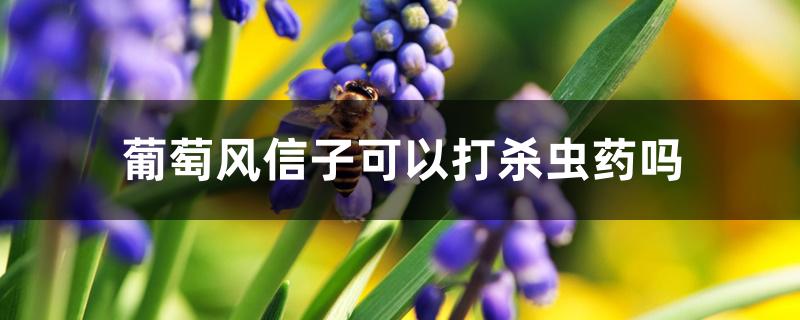 葡萄风信子可以打杀虫药吗 葡萄风信子可以打杀虫药吗