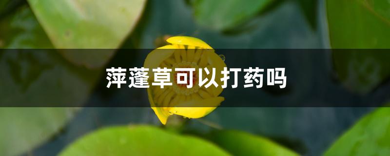 萍蓬草可以打药吗 萍蓬草可以打药吗