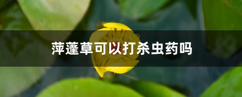 萍蓬草可以打杀虫药吗 萍蓬草可以打杀虫药吗