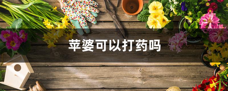 苹婆可以打药吗 苹婆可以打药吗