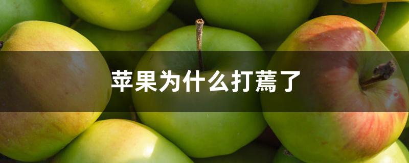 苹果为什么打蔫了 苹果为什么打蔫了