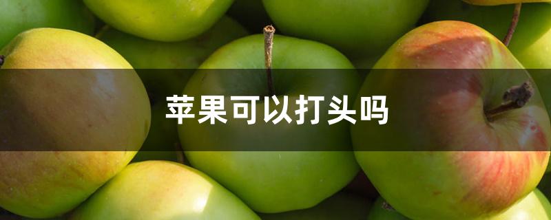 苹果可以打头吗 苹果可以打头吗