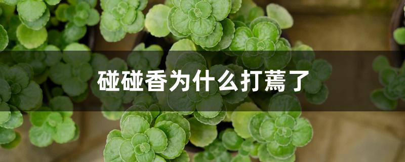 碰碰香为什么打蔫了 碰碰香为什么打蔫了