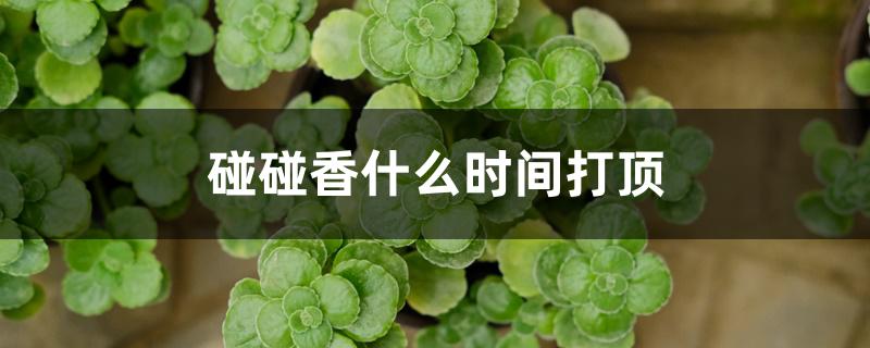 碰碰香什么时间打顶 碰碰香什么时间打顶