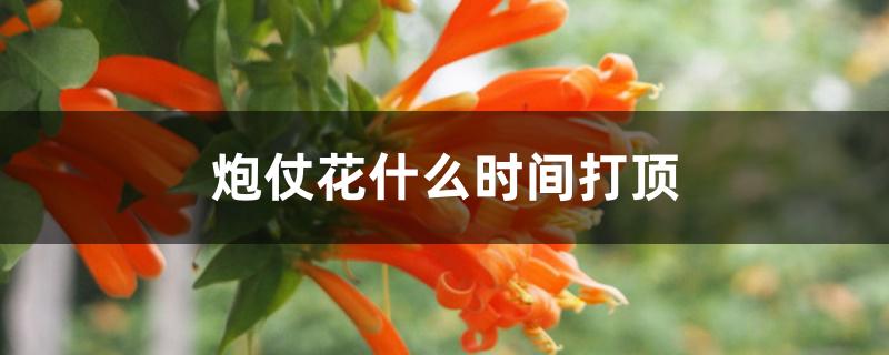 炮仗花什么时间打顶 炮仗花什么时间打顶