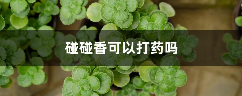 碰碰香可以打药吗 碰碰香可以打药吗