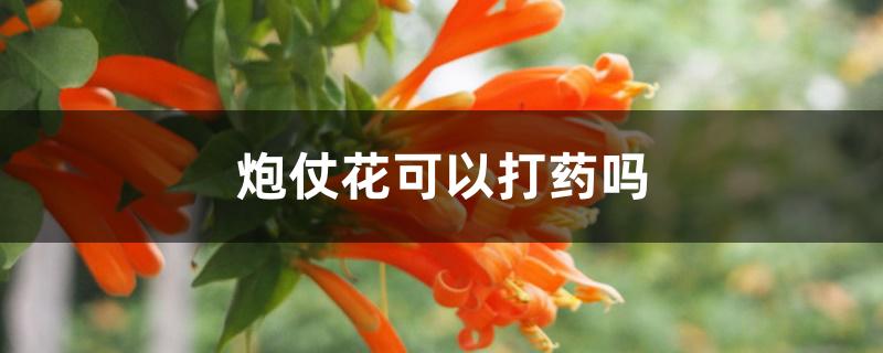 炮仗花可以打药吗 炮仗花可以打药吗