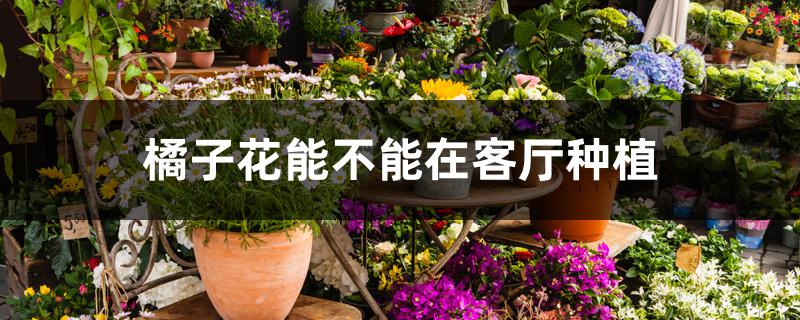 橘子花能不能在客厅种植 橘子花能不能在客厅种植