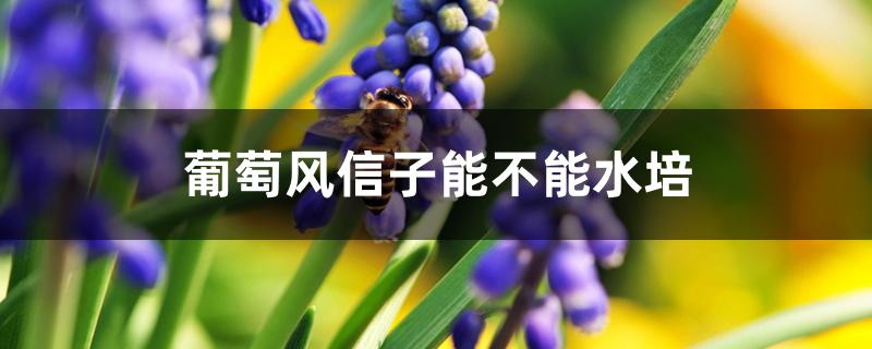 葡萄风信子能不能水培 葡萄风信子能不能水培