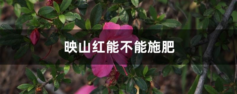 映山红能不能施肥 映山红能不能施肥