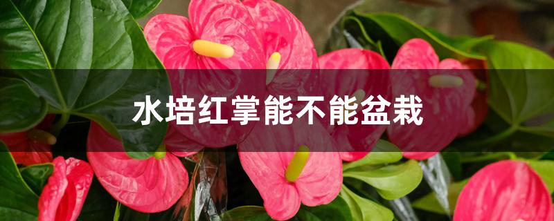 水培红掌能不能盆栽 水培红掌能不能盆栽