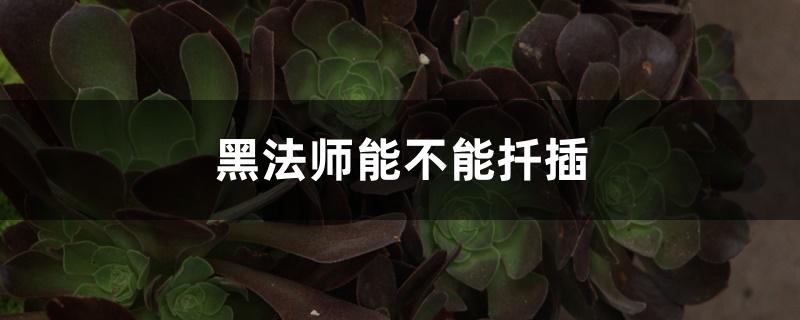 黑法师能不能扦插 黑法师能不能扦插