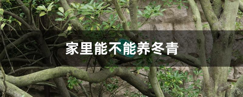 家里能不能养冬青 家里能不能养冬青