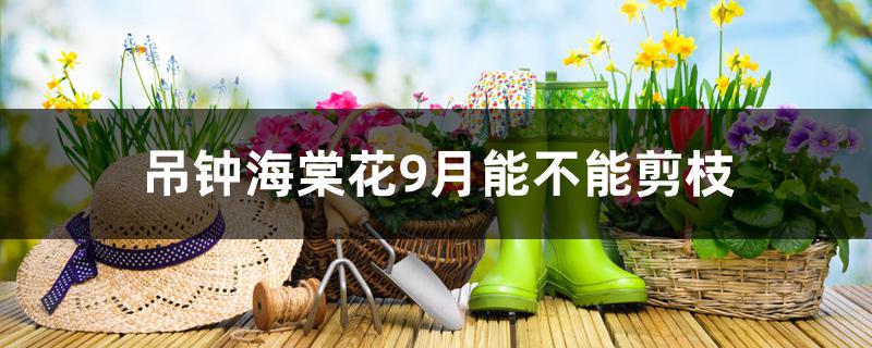 吊钟海棠花9月能不能剪枝 吊钟海棠花9月能不能剪枝