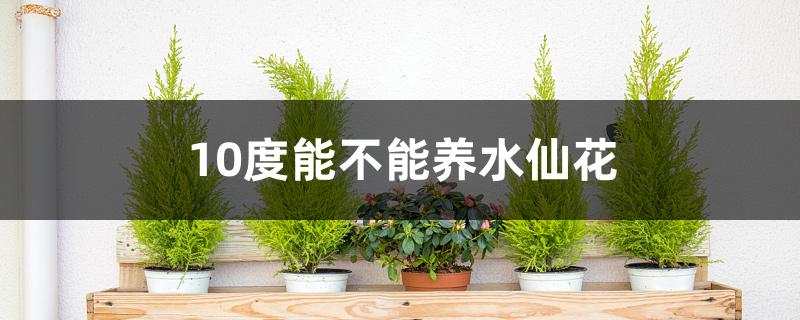 10度能不能养水仙花 10度能不能养水仙花