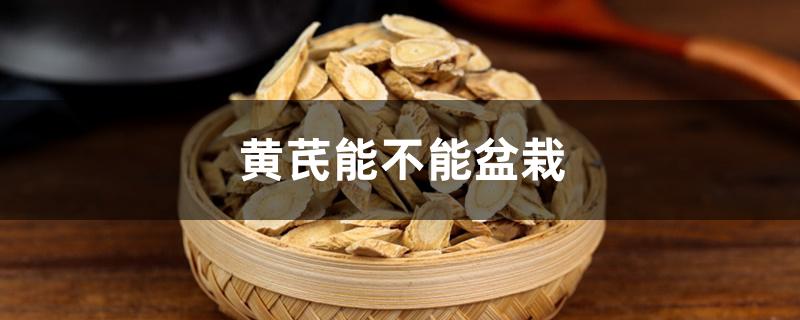 黄芪能不能盆栽 黄芪能不能盆栽