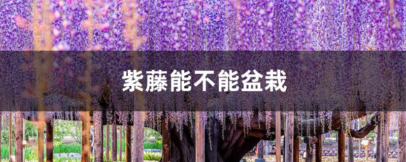 紫藤能不能盆栽 紫藤能不能盆栽