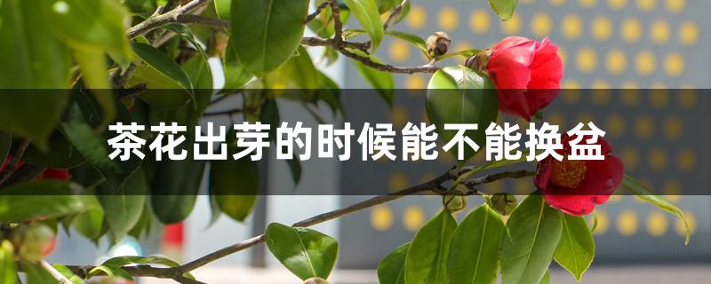 茶花出芽的时候能不能换盆 茶花出芽的时候能不能换盆