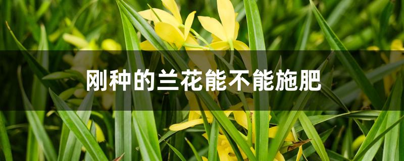 刚种的兰花能不能施肥 刚种的兰花能不能施肥