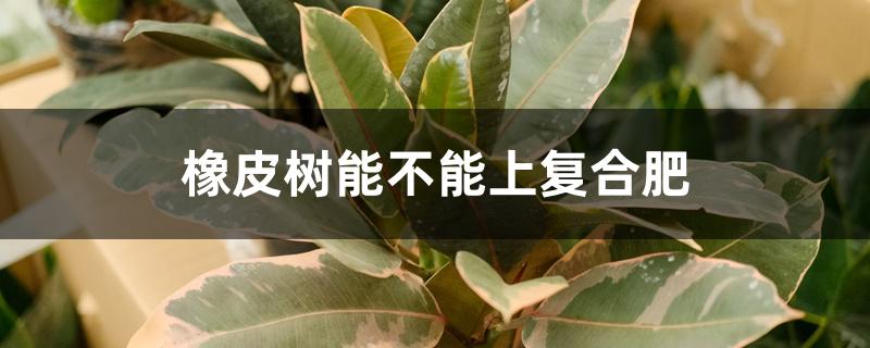 橡皮树能不能上复合肥 橡皮树能不能上复合肥