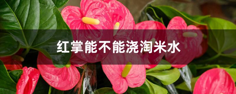 红掌能不能浇淘米水 红掌能不能浇淘米水