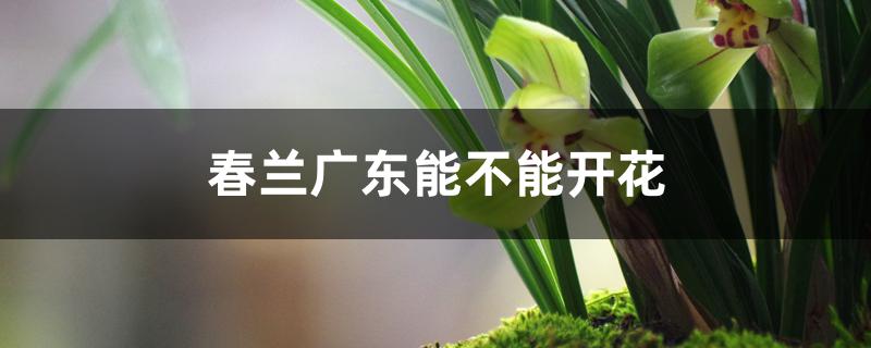 春兰广东能不能开花 春兰广东能不能开花