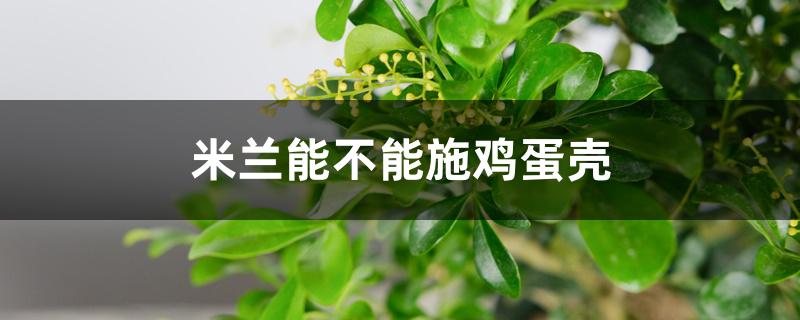 米兰能不能施鸡蛋壳 米兰能不能施鸡蛋壳