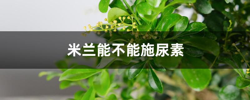 米兰能不能施尿素 米兰能不能施尿素