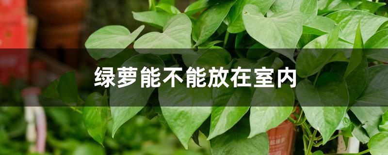 绿萝能不能放在室内 绿萝能不能放在室内
