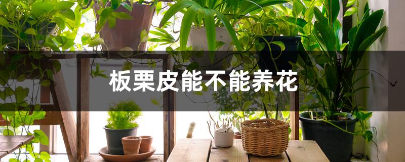 板栗皮能不能养花 板栗皮能不能养花