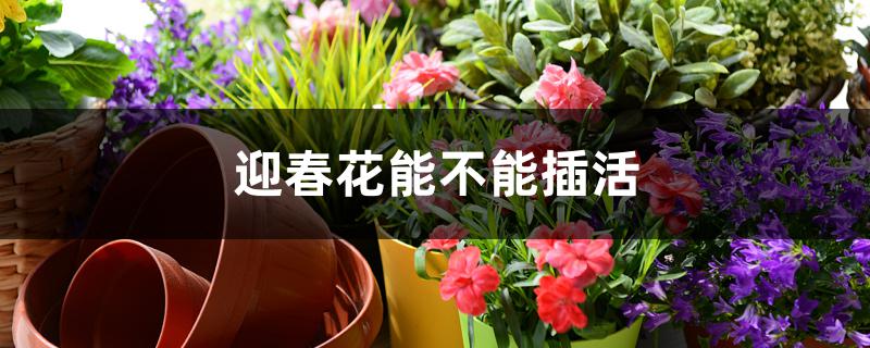 迎春花能不能插活 迎春花能不能插活
