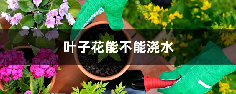 叶子花能不能浇水 叶子花能不能浇水