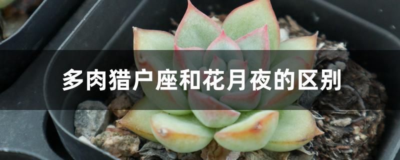 多肉猎户座和花月夜的区别 多肉猎户座和花月夜的区别