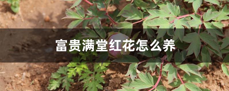 富贵满堂红花怎么养 富贵满堂红花怎么养