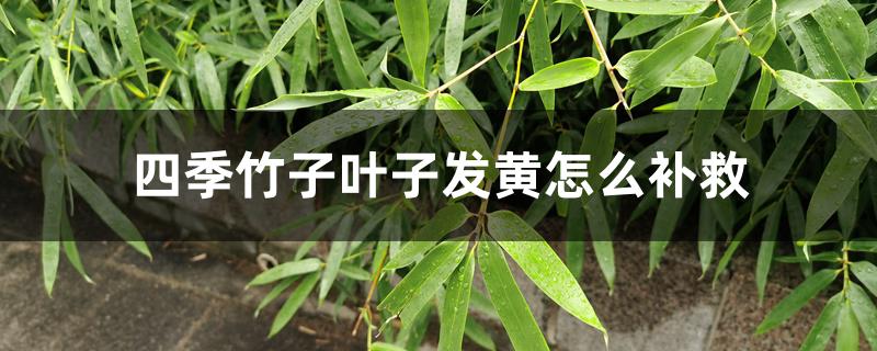 四季竹子叶子发黄怎么补救 四季竹子叶子发黄怎么补救