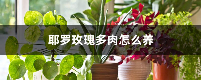耶罗玫瑰多肉怎么养 耶罗玫瑰多肉怎么养