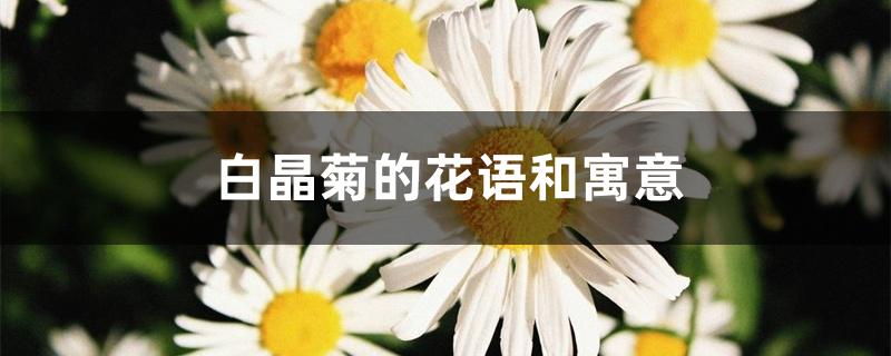 白晶菊的花语和寓意 白晶菊的花语和寓意