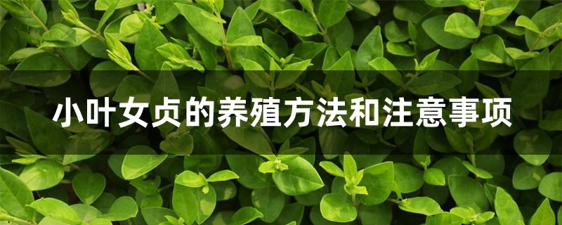小叶女贞的养殖方法和注意事项 小叶女贞的养殖方法和注意事项