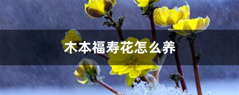 木本福寿花怎么养 木本福寿花怎么养