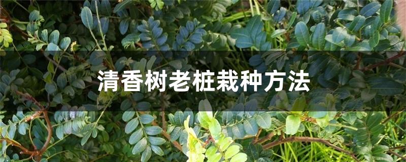 清香树老桩栽种方法