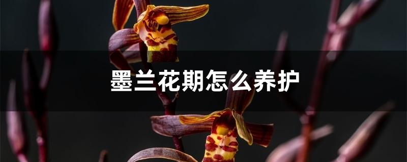 墨兰花期怎么养护 墨兰花期怎么养护