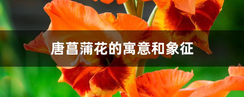 唐菖蒲花的寓意和象征 唐菖蒲花的寓意和象征