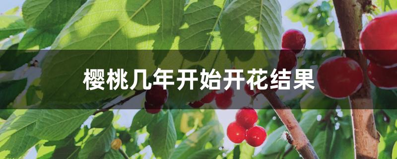 樱桃几年开始开花结果