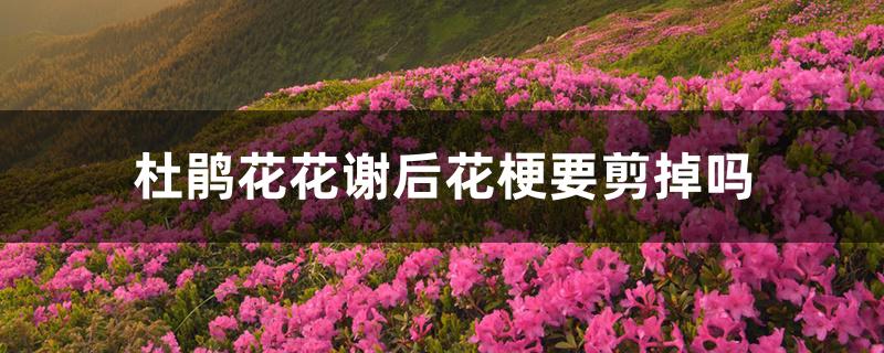 杜鹃花花谢后花梗要剪掉吗 杜鹃花花谢后花梗要剪掉吗