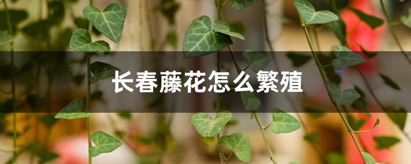 常春藤花怎么繁殖 常春藤花怎么繁殖