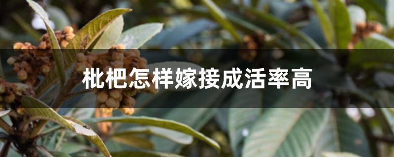 枇杷怎样嫁接成活率高 枇杷怎样嫁接成活率高