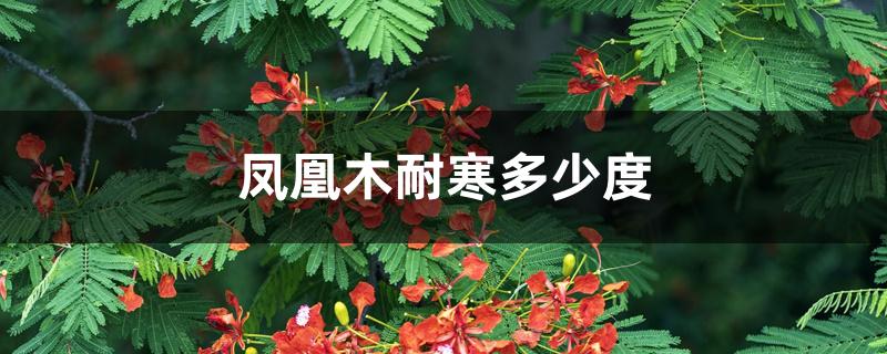 凤凰木耐寒多少度