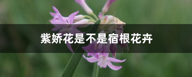 紫娇花是不是宿根花卉 紫娇花是不是宿根花卉